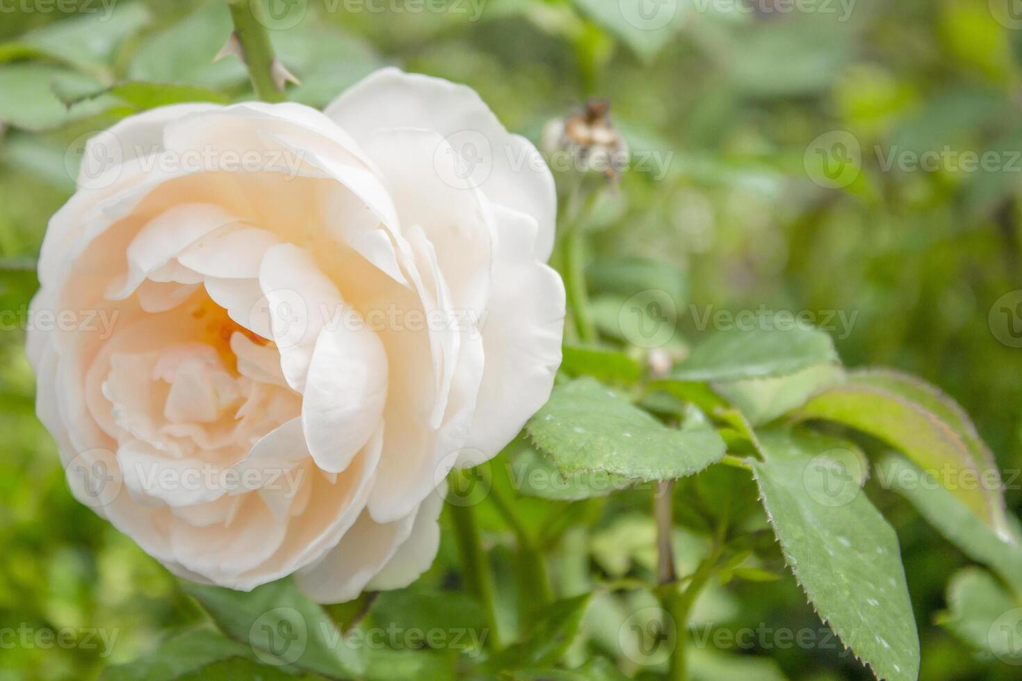Garden rose in bloom close-up on a blurred background. Yellow or white rose blooms on a bush in summer. A rose flower blooms in a garden park. Blooming flower in the summer garden. photo