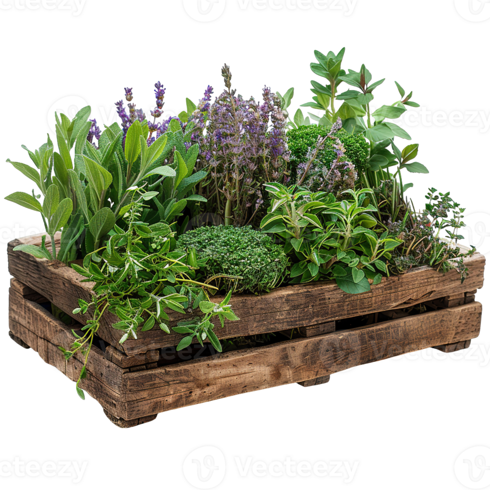 Freshly Harvested Culinary Herbs in Rustic Wooden Crate Isolated on Transparent Background png