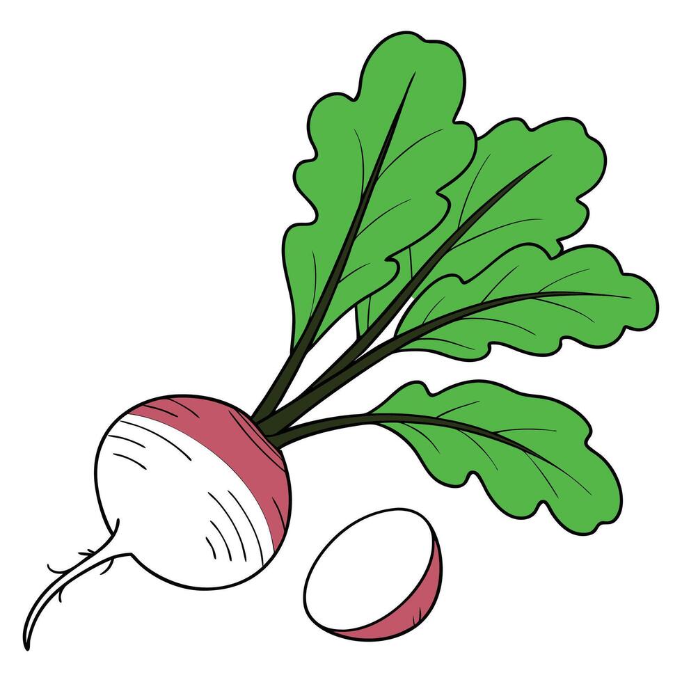 Fresh Radish Illustration vector