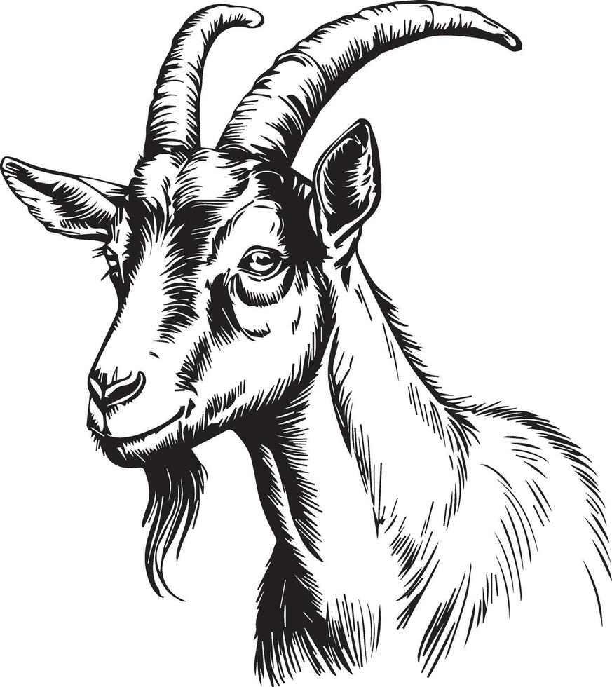 Detailed Pen and Ink Drawing of a Goat's Head vector