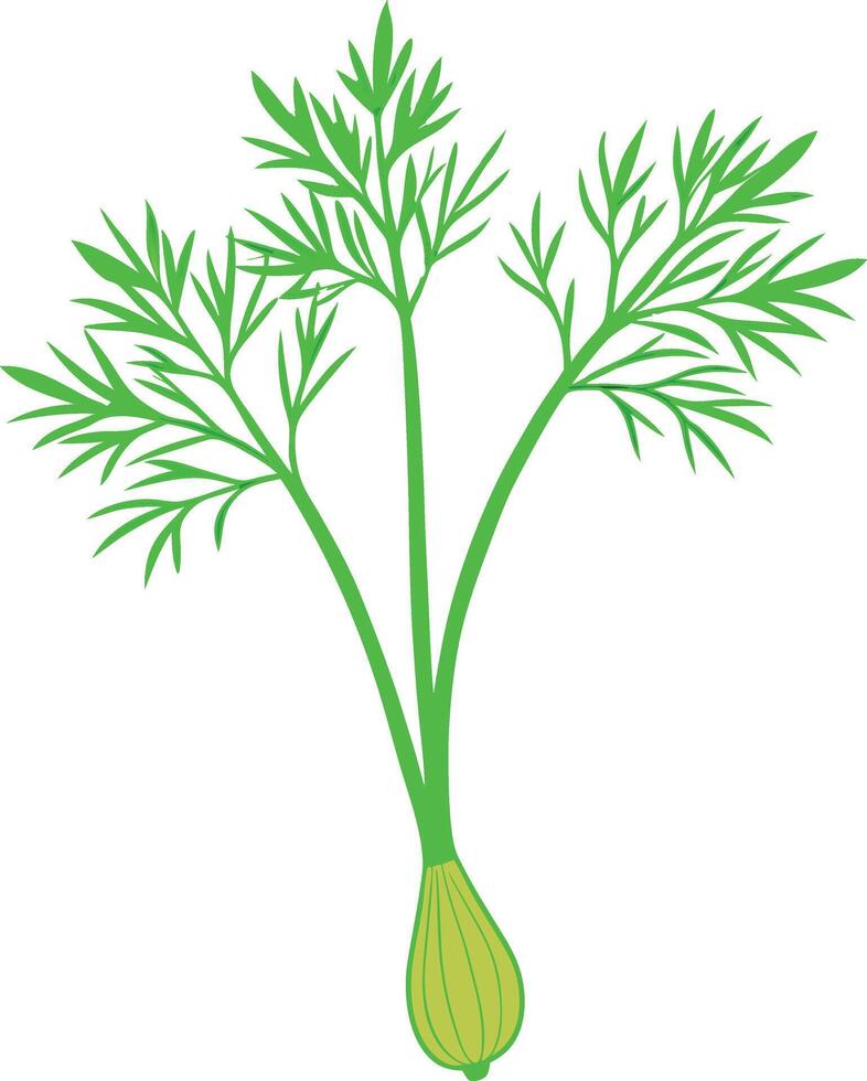 Fresh Dill Plant Illustration vector