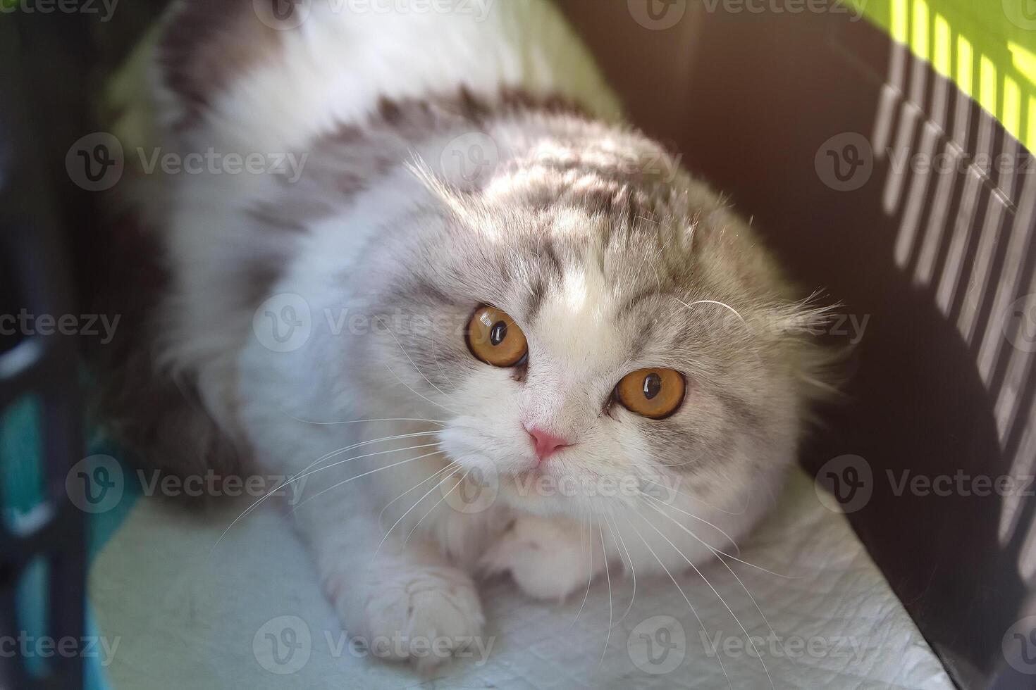 A Scottish Fold cat in a cat carrier is showing aggression photo