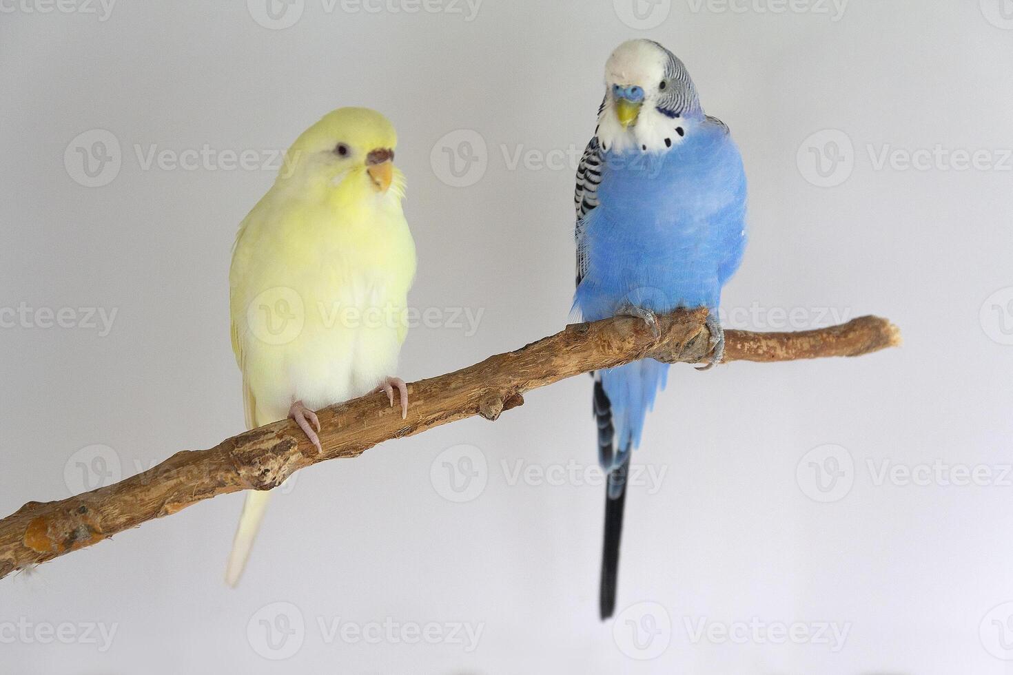 Blue and yellow budgerigars sitting on a branch photo