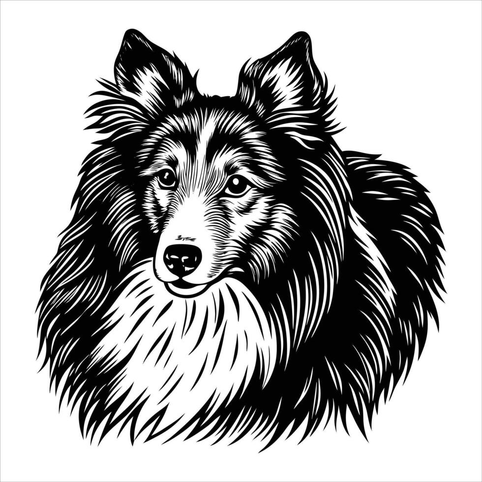 Outline Sheltie Stock vector
