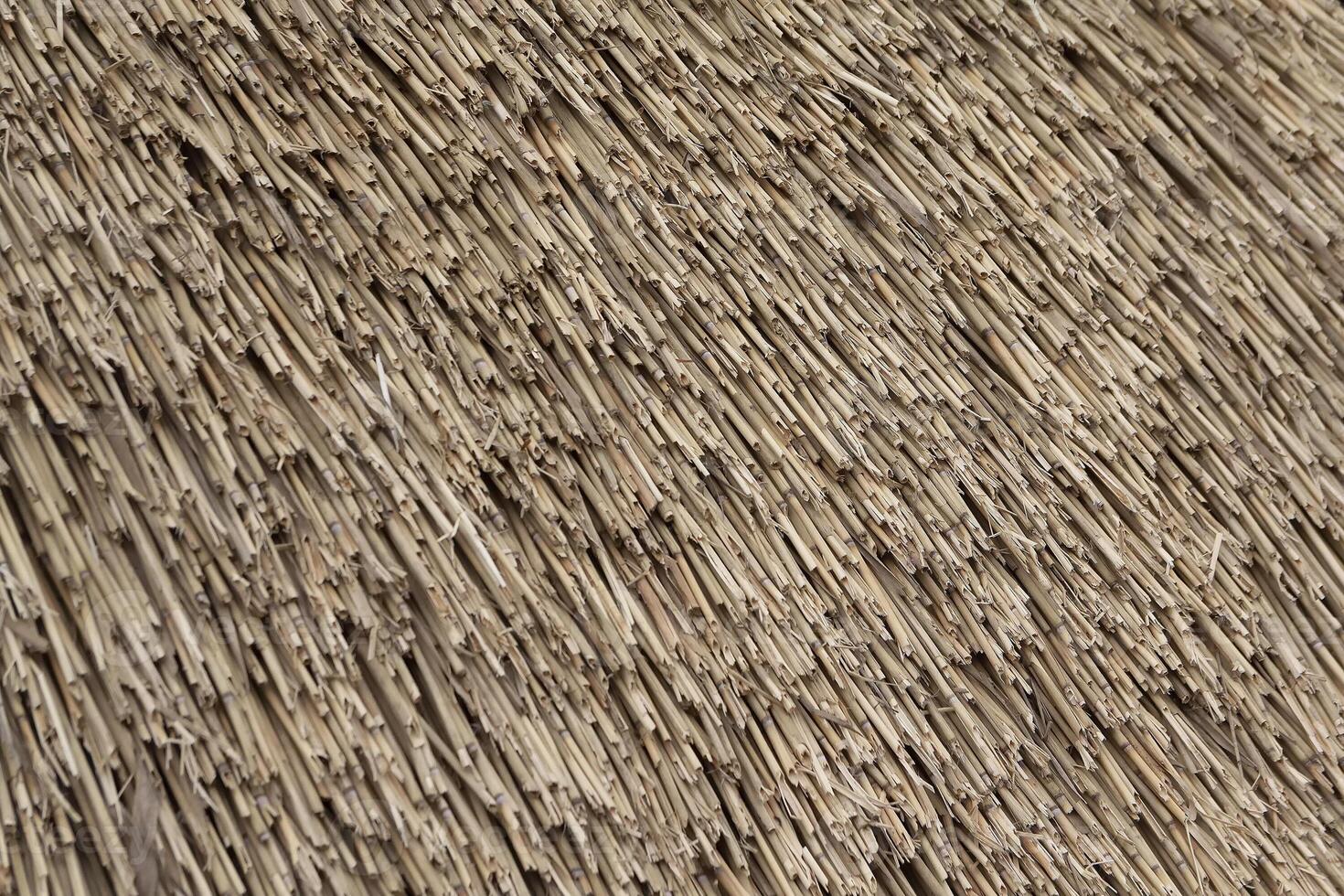 Roof of a house of reed photo