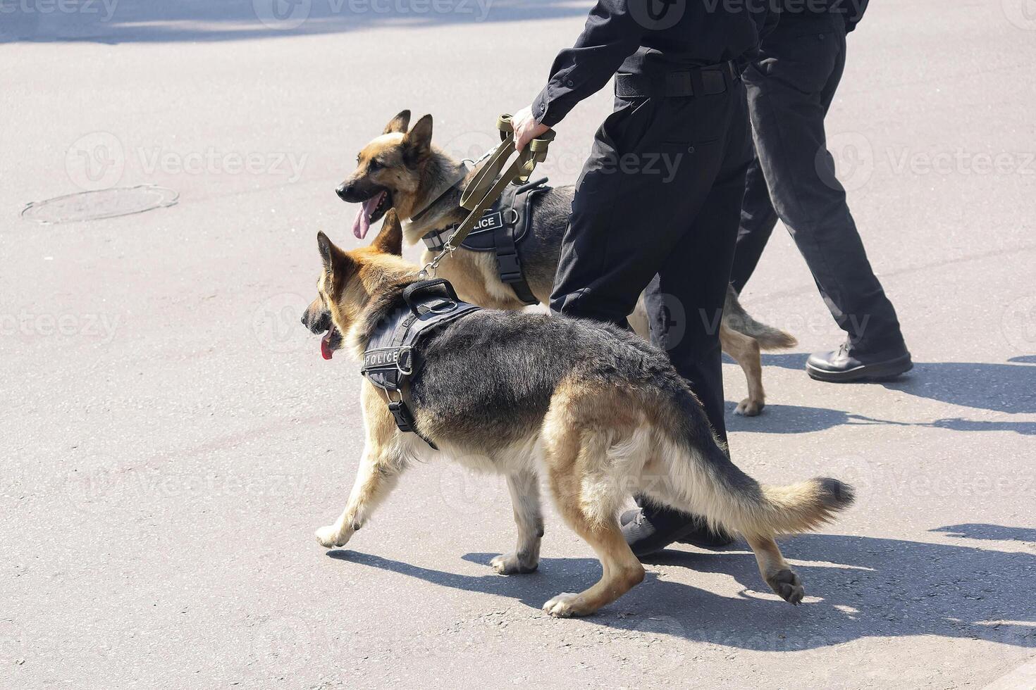 Police German shepherds on the service and officers photo
