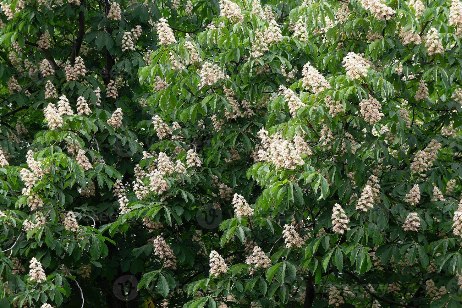 Chestnut tree bloom in spring, white chestnut inflorescences photo