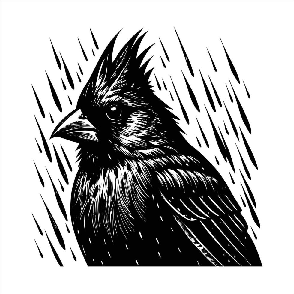 cardinal in heavy rain wet feather vector