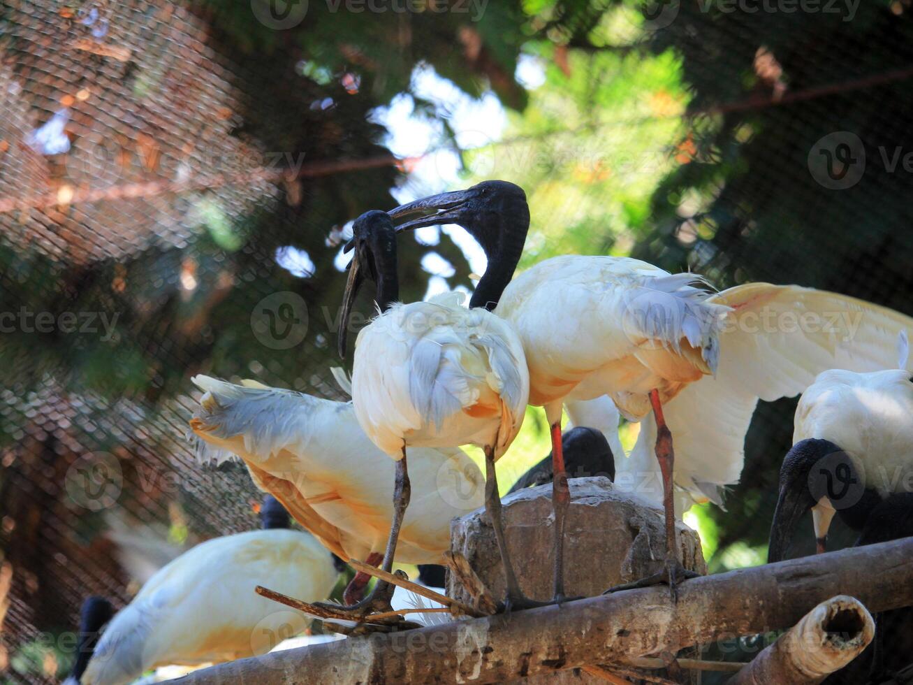 White ibises with black heads and long beaks interact inside a zoo enclosure, perched closely under natural light photo