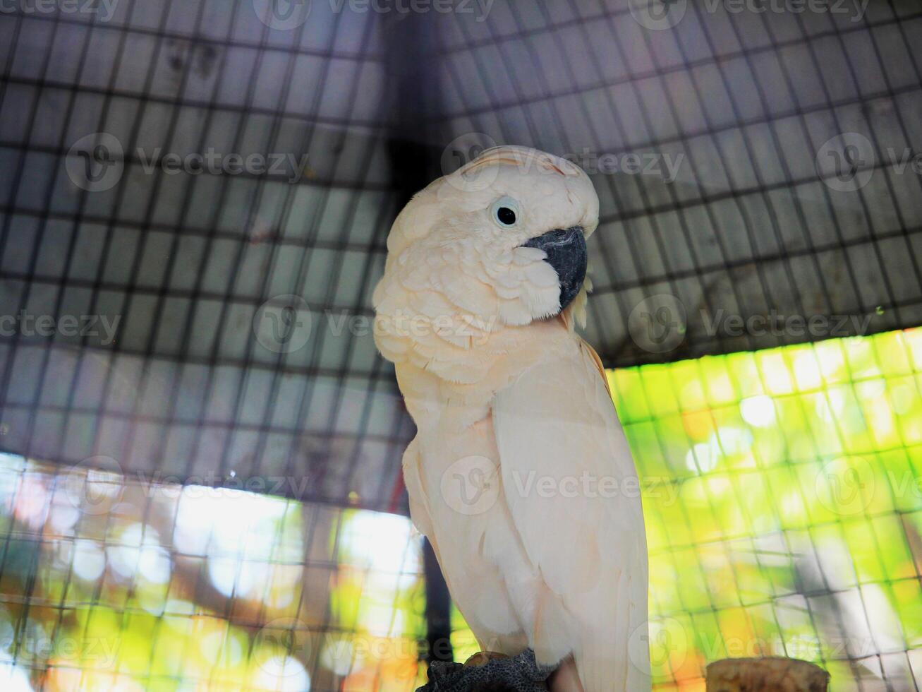 Close-up of a white cockatoo perched in an outdoor cage with soft lighting and blurred green foliage in the background photo