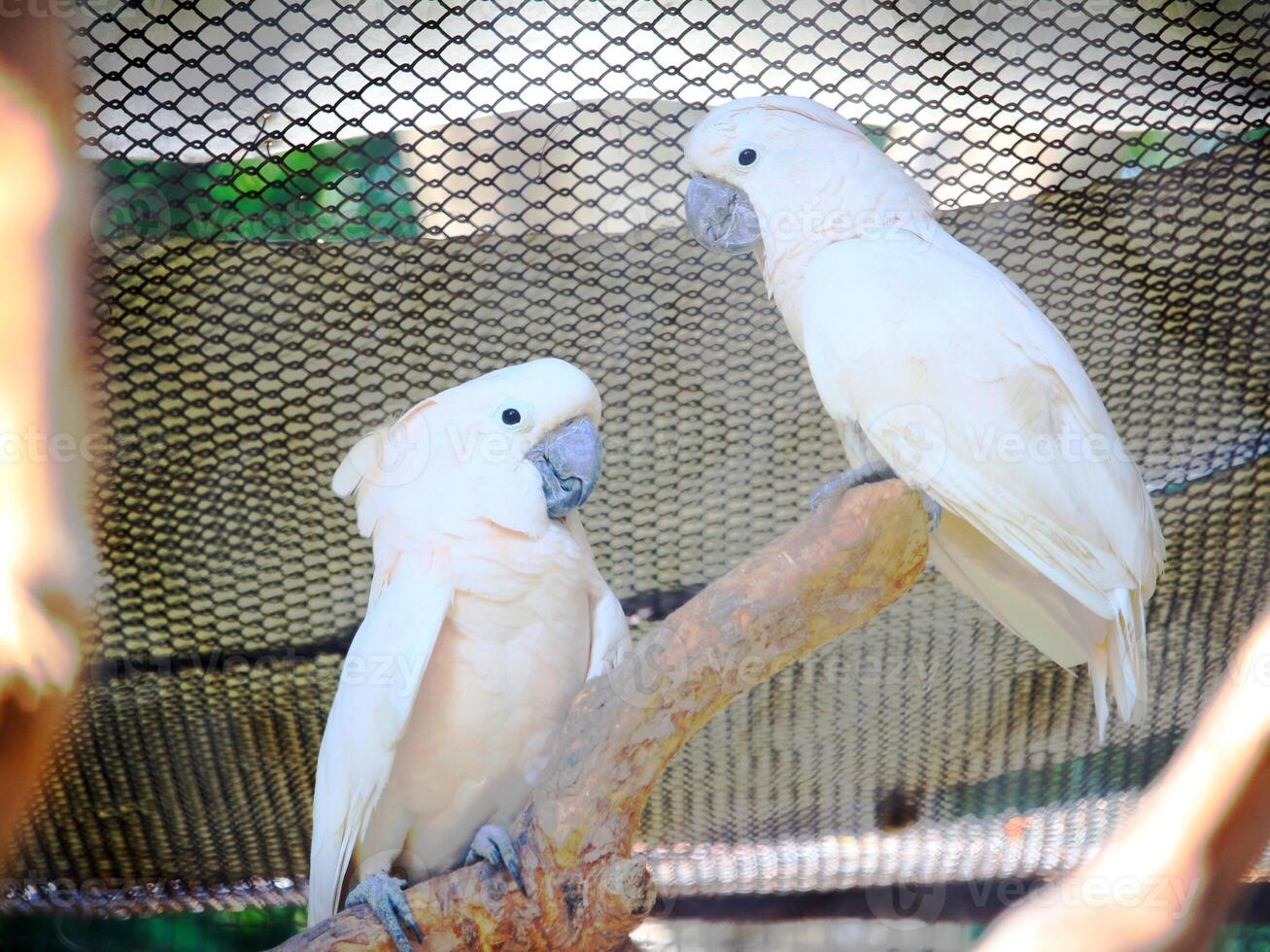 Two white cockatoos perch on a branch inside a zoo aviary, showcasing their beauty and interaction in natural light photo