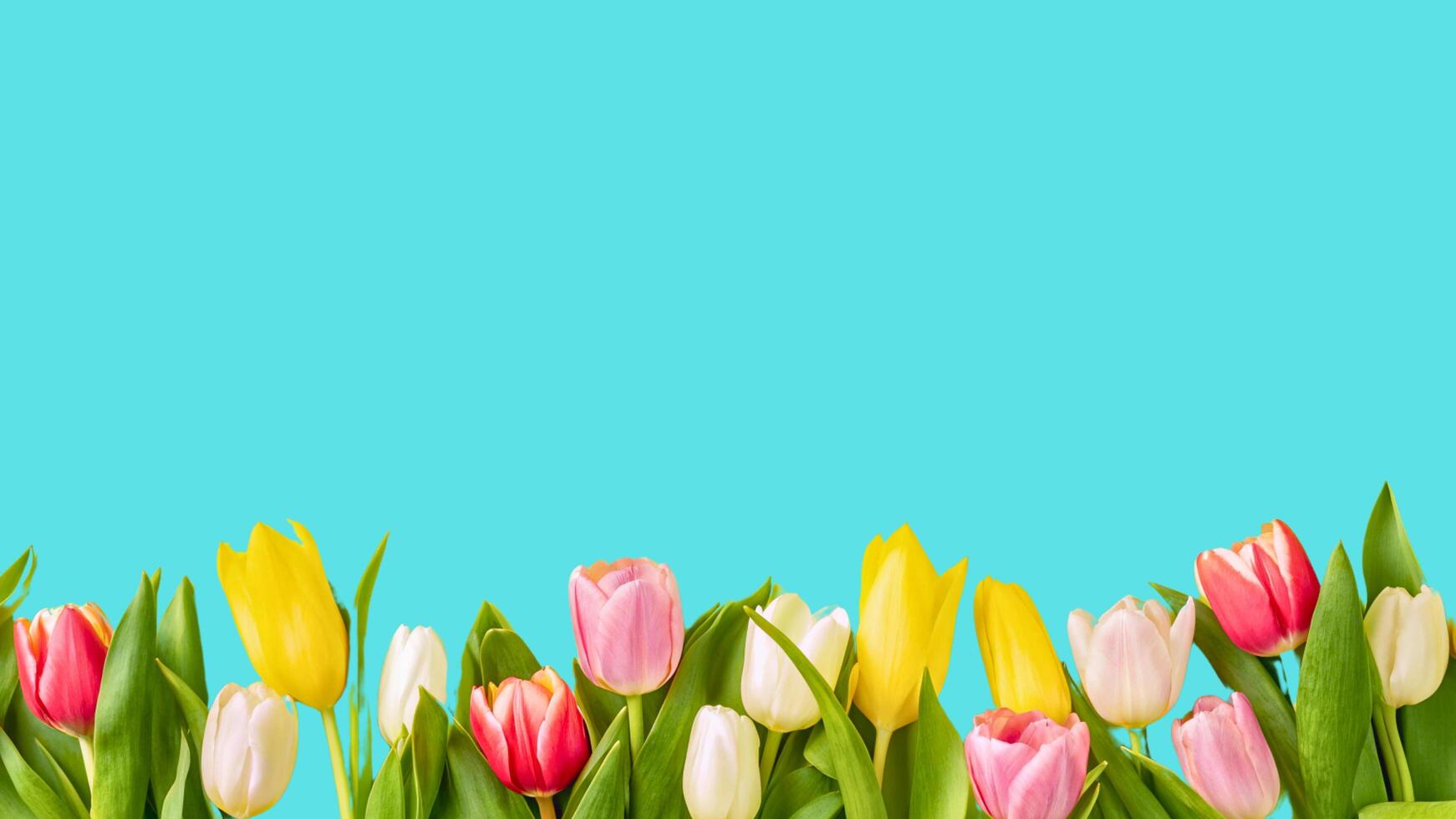 A Festive Border of Mixed Pink, Yellow, and White Tulips on a Soft Light blue Backdrop for Mother's Day, Easter Greetings, Invitations, and Website Banner photo