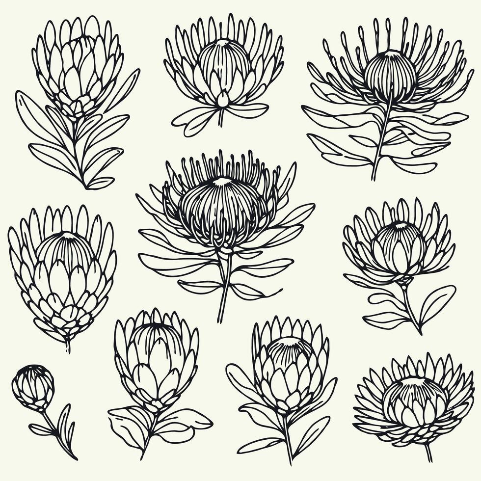 Protea plants Clipart Leaves. Hand drawn artichokes Botanical drawing. Simple line art thistle, thorns stems illustration. Black and White wild flowers. Set outline doodle floral sketch. vector