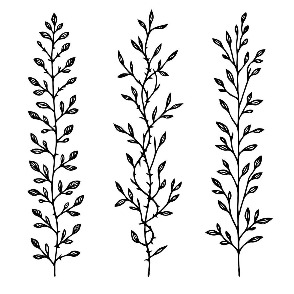 Hand drawn branches Botanical drawing. Simple Motif line art frieze, stems illustration. Black and White Meadow herbs. Stylized blooming twigs plants. Set of outline doodle floral sketch Leaves border vector