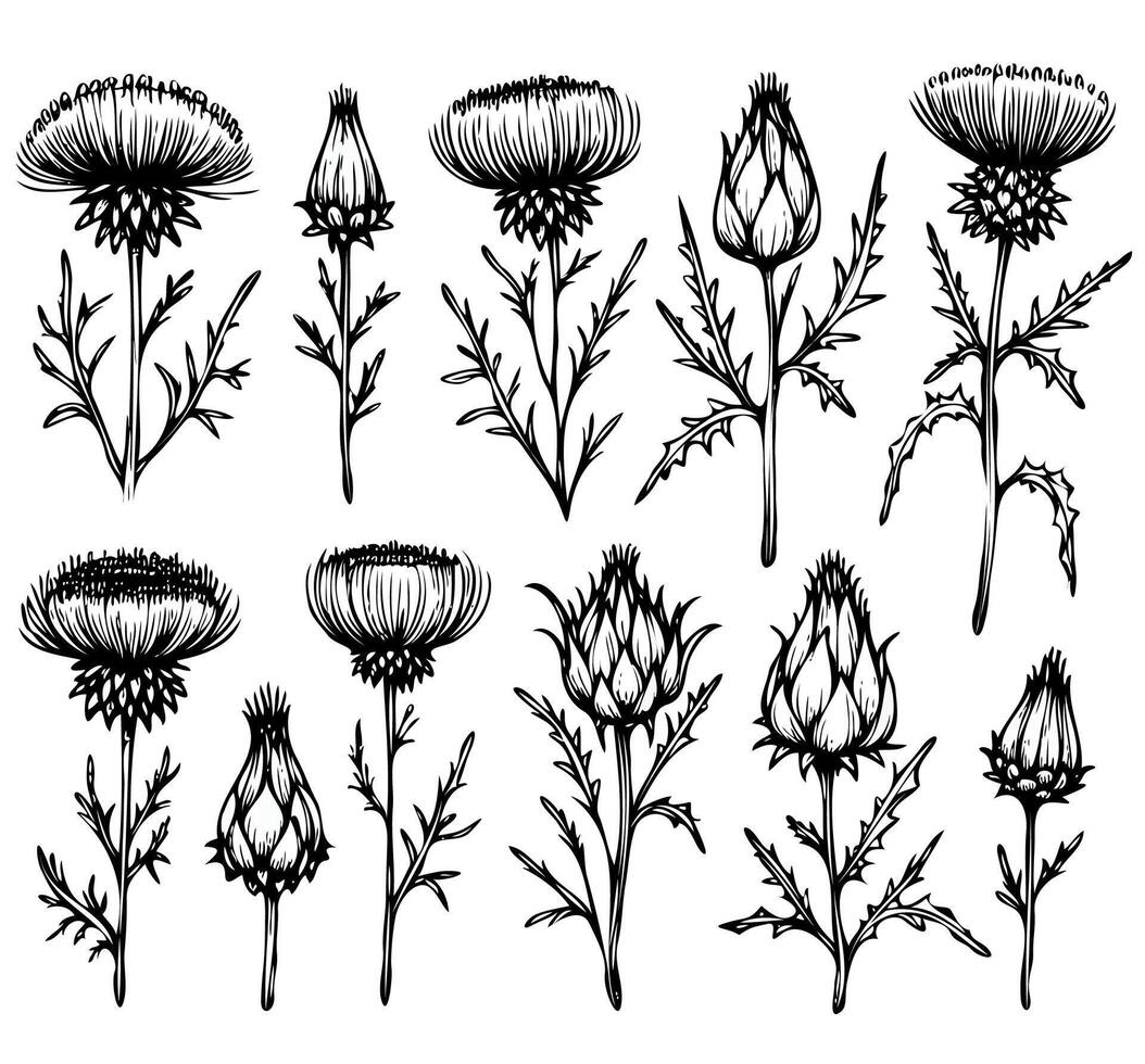 pack Hand drawn artichokes Botanical drawing. Simple line art thistle, thorns stems illustration. Black and White wild flowers. Set of teasel outline doodle floral sketch. vector
