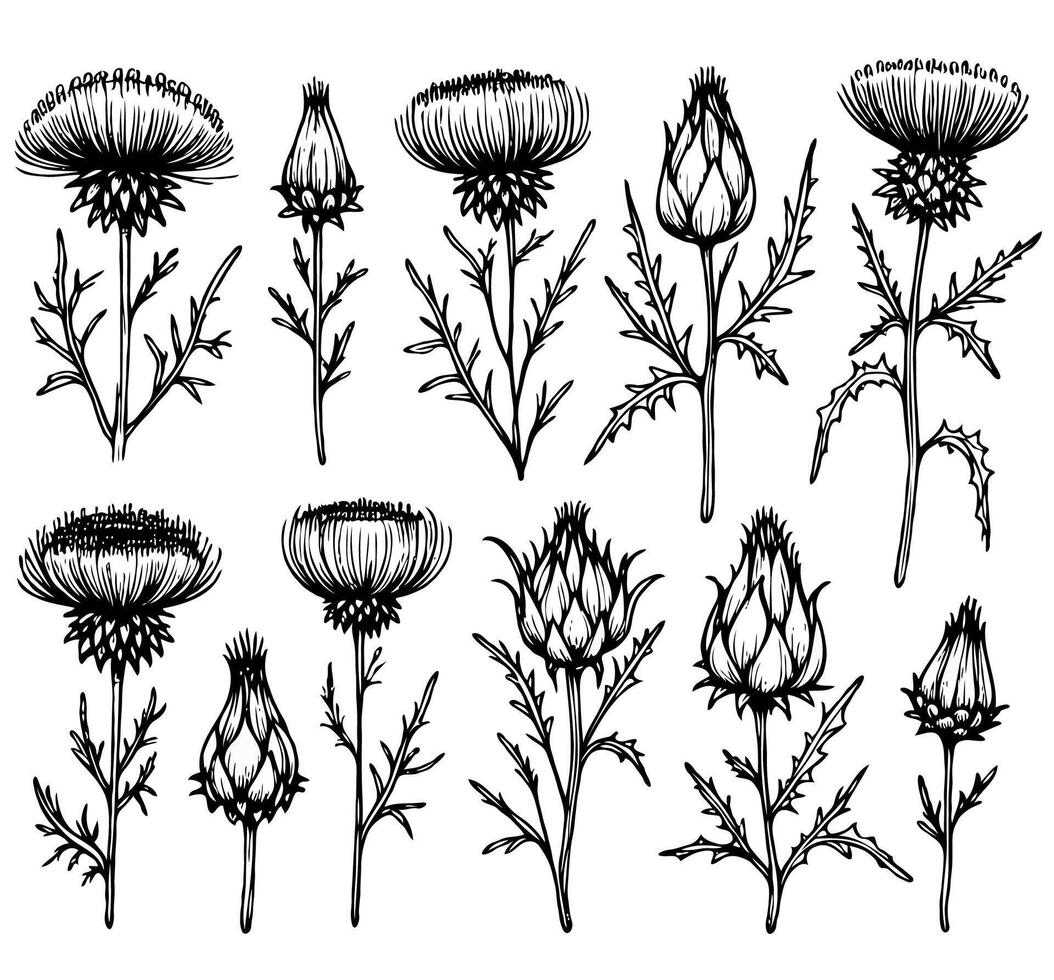 Various Hand drawn artichokes Botanical drawing. Simple line art thistle, thorns stems illustration. Black and White wild flowers. Set of teasel outline doodle floral sketch. vector