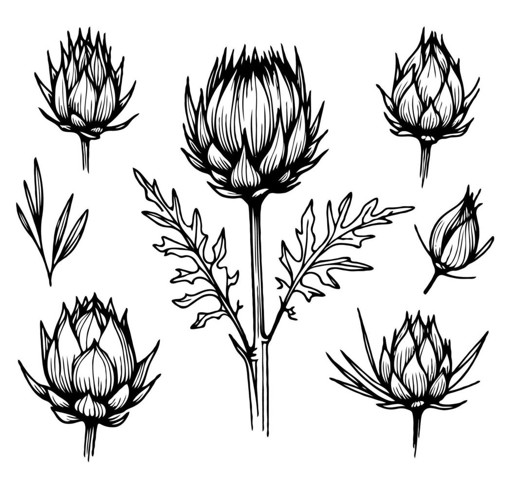 sketch Hand drawn artichokes Botanical drawing. Simple line art thistle, thorns stems illustration. Black and White wild flowers. Set of teasel outline doodle floral sketch. vector