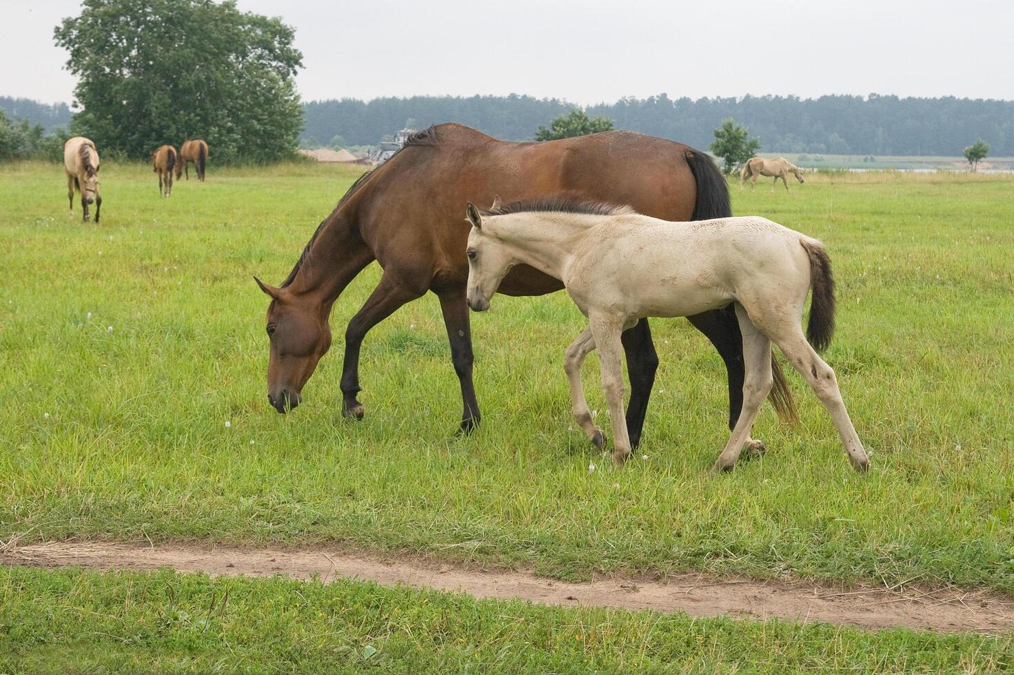 Horse with her foal 3 photo