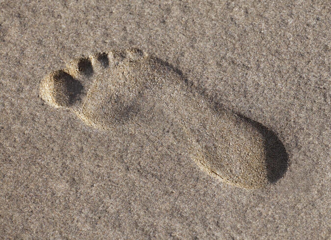 Footprint in the wet sand photo