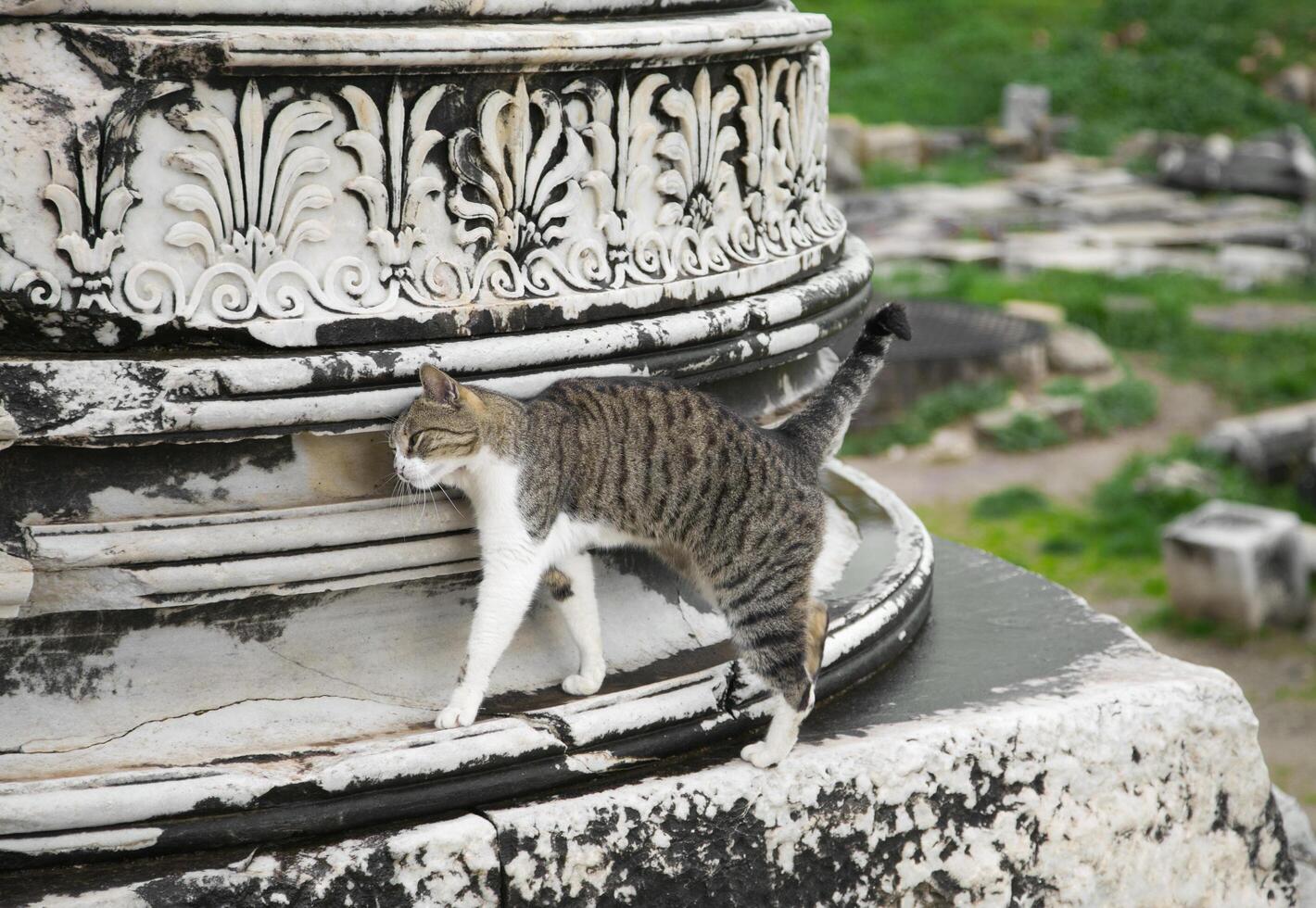 Cat in Ephesus, walking near a column photo
