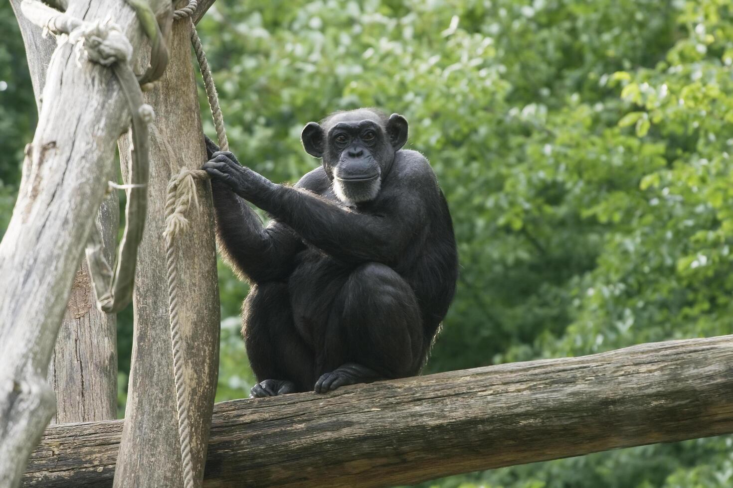 Monkey on a tree 2 photo