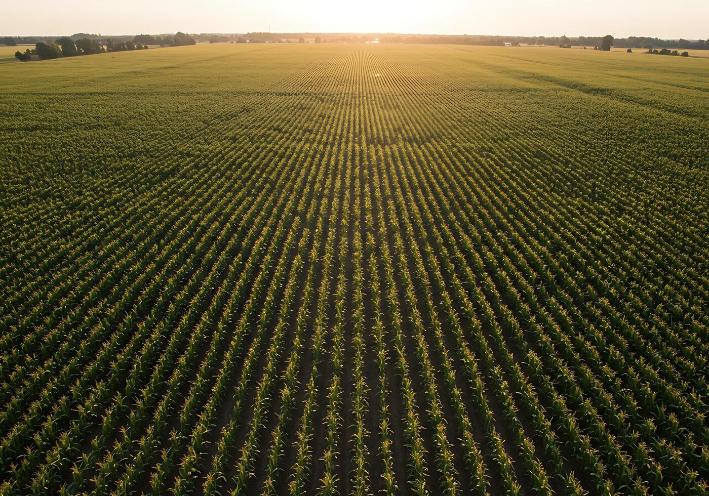 An aerial view of a corn field at sunset photo