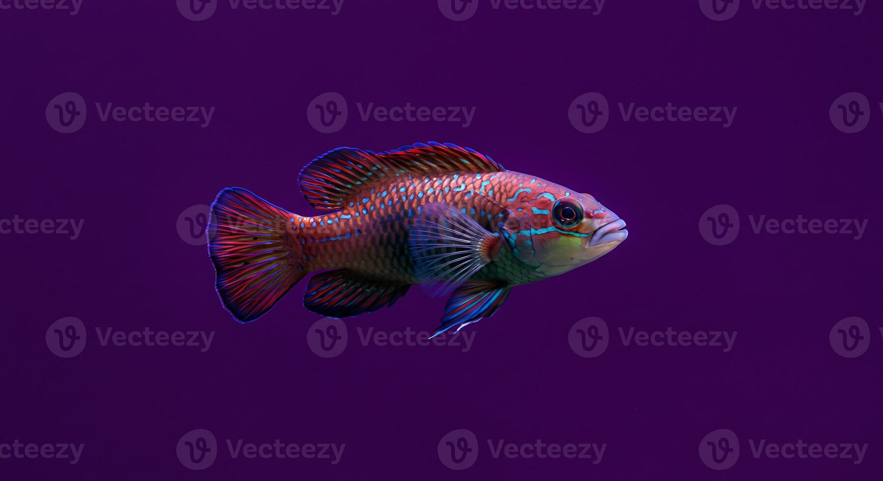 A fish is swimming in a purple background photo
