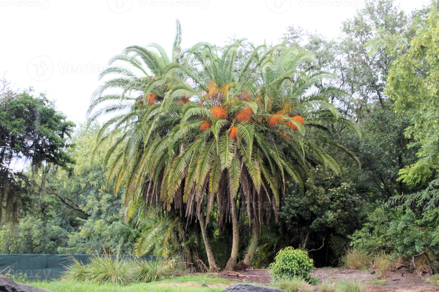 A large tree with orange flowers photo