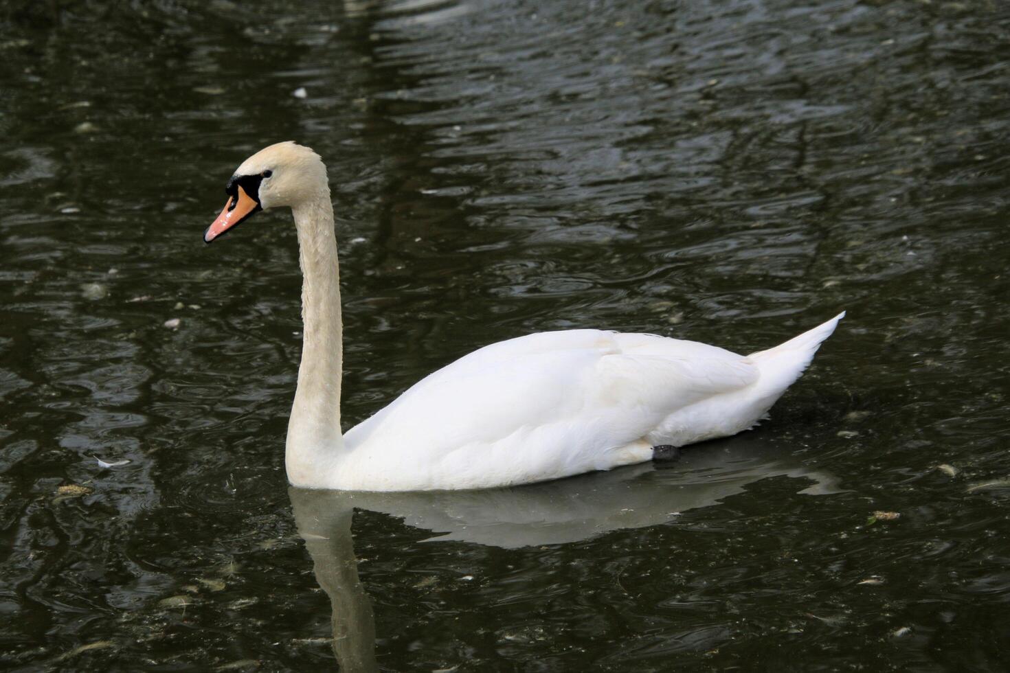 A white swan is floating in a pond photo