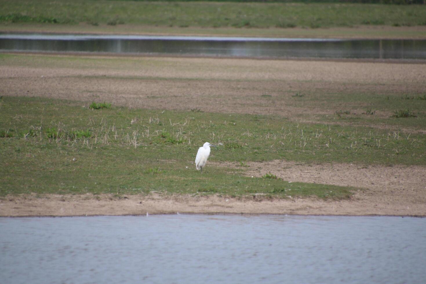 A bird standing on a grassy field next to a body of water at slimbridge photo