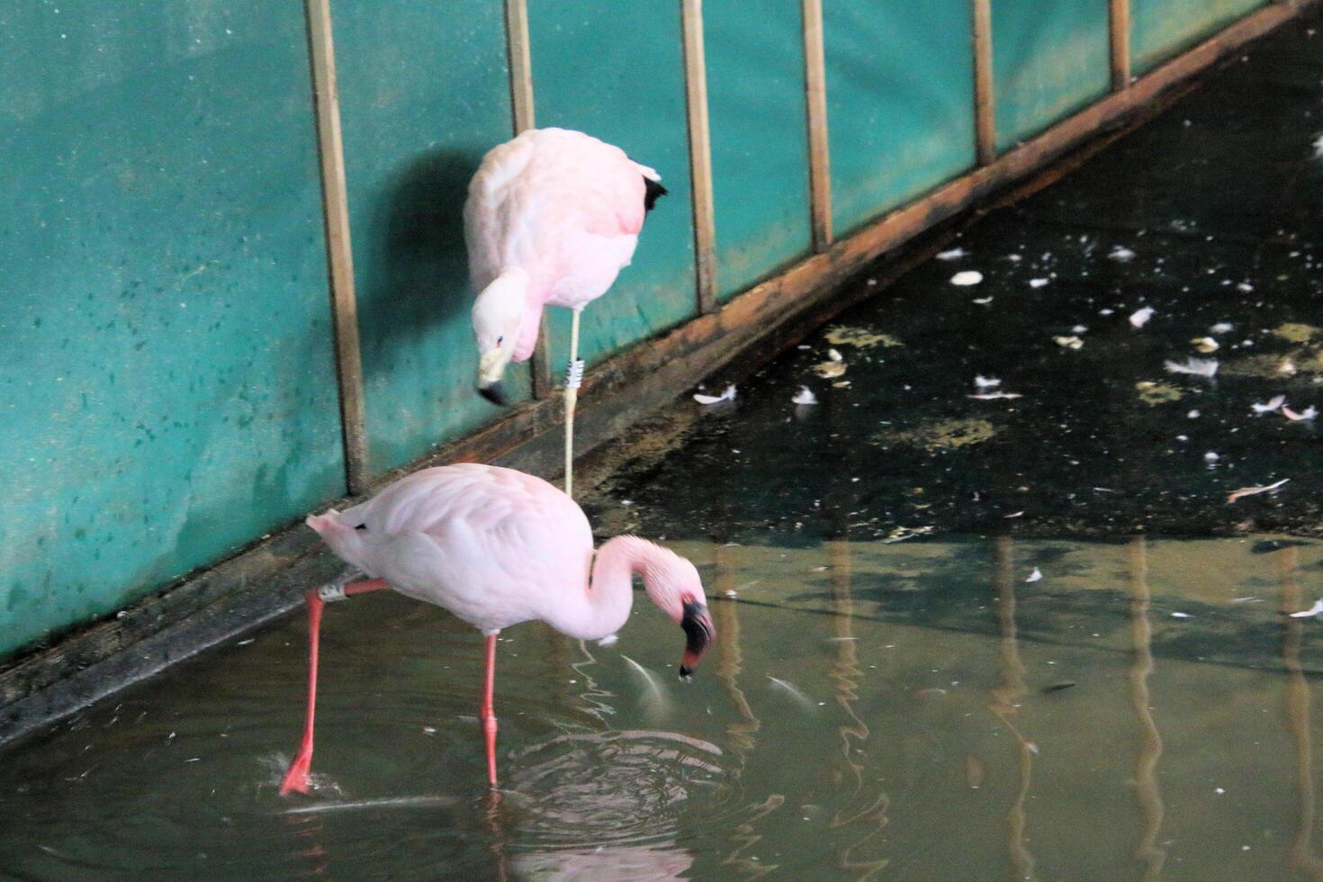 Two flamingos standing in water near a wall photo