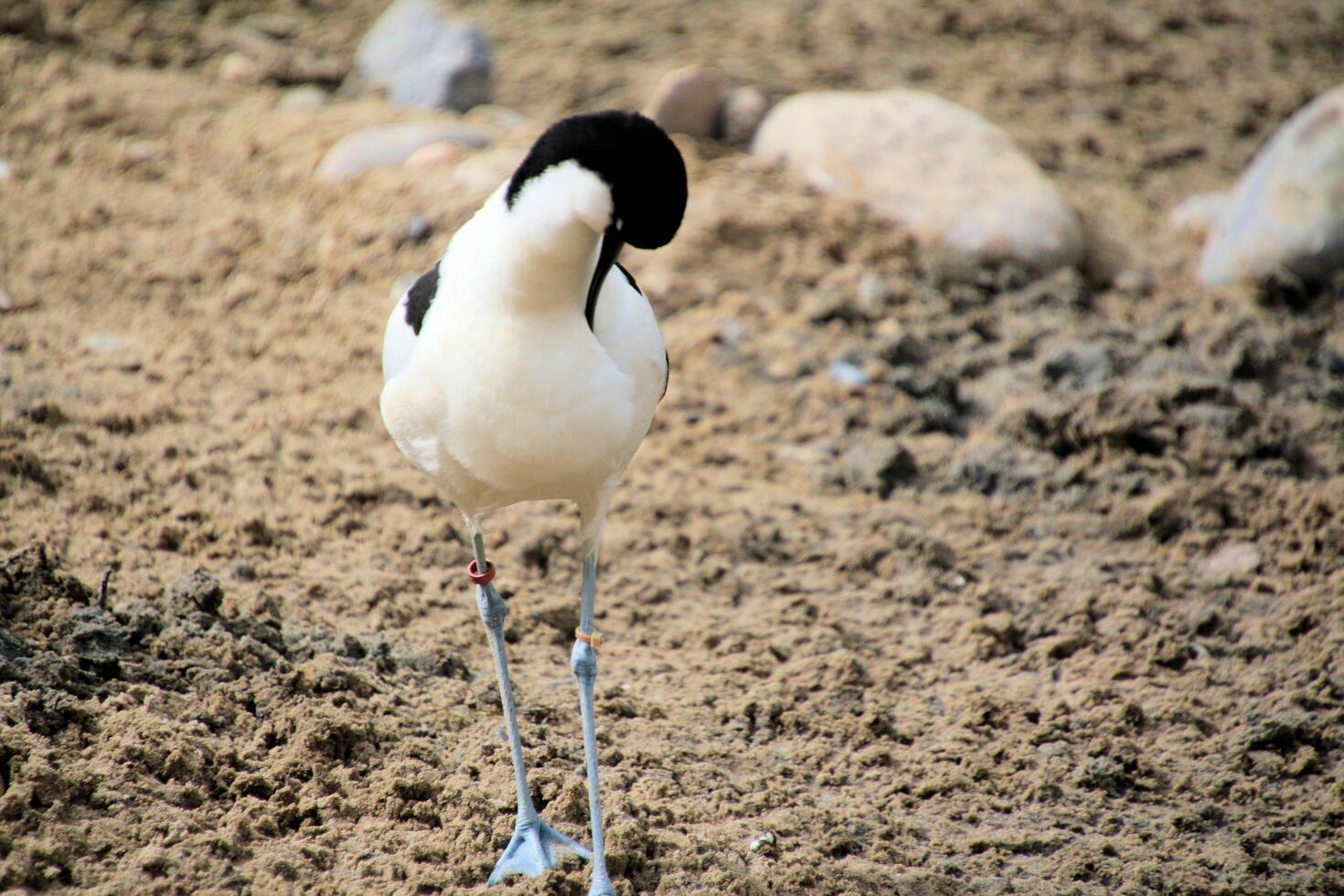 A bird with a long neck standing on a sandy ground photo