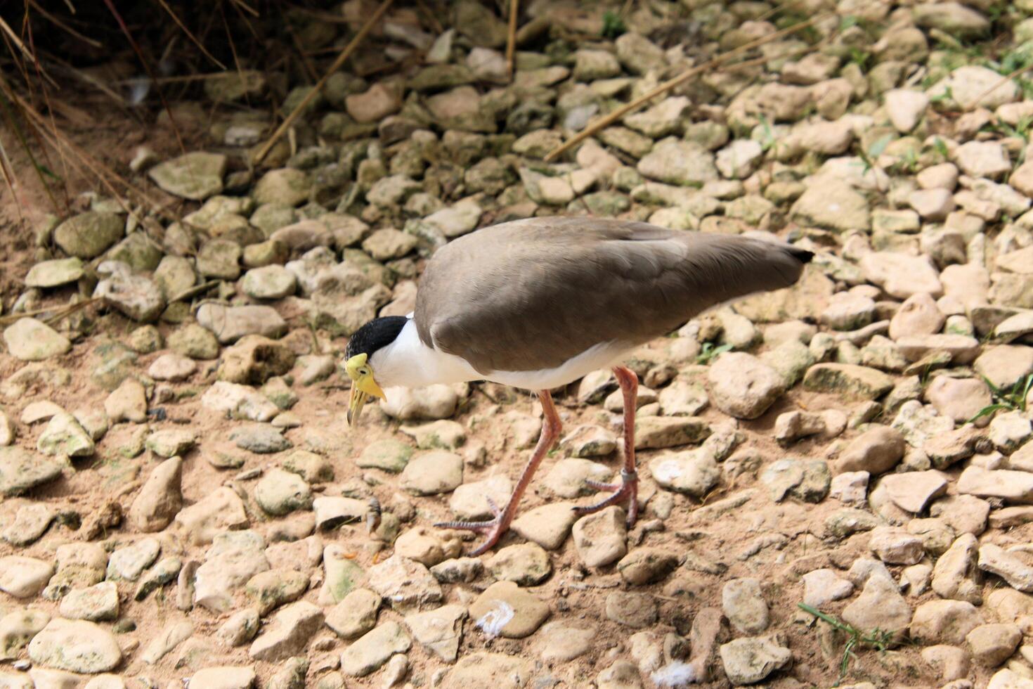 A bird standing on a rocky ground with rocks photo