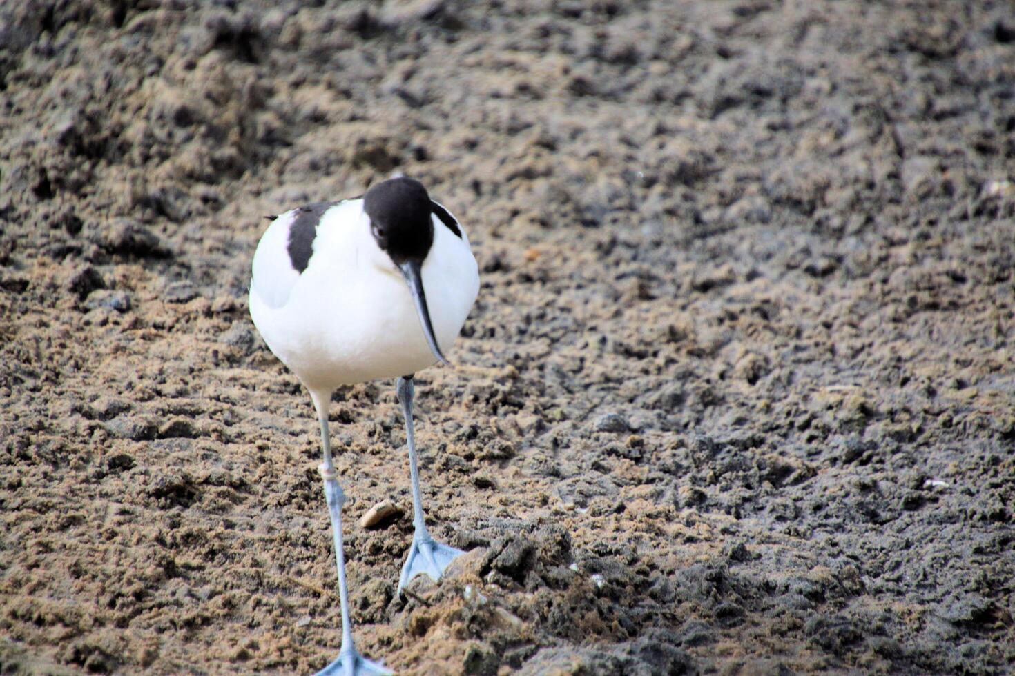 A black and white bird with blue feet photo