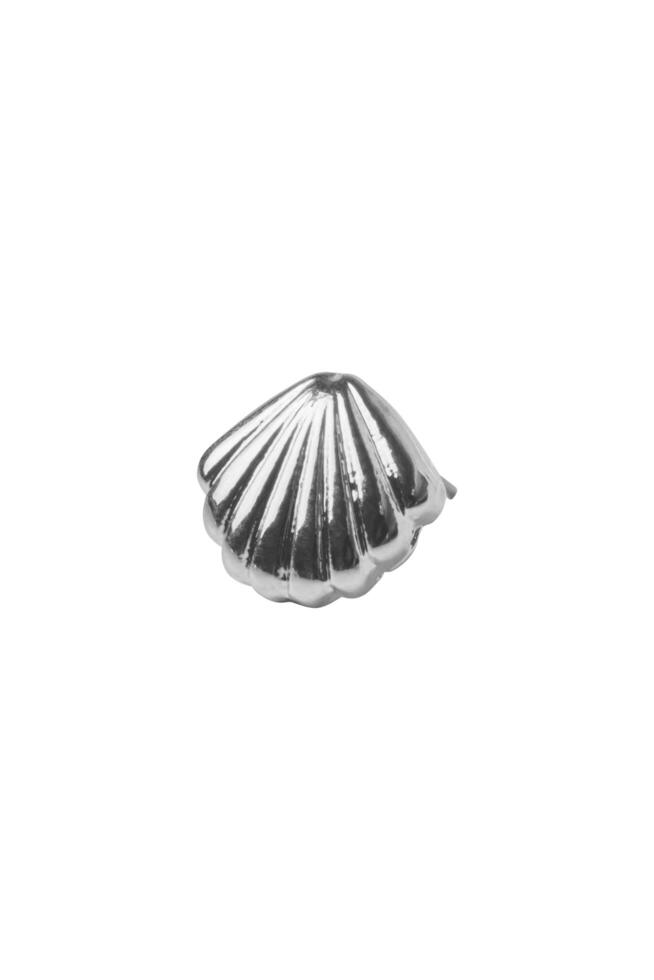 Single sea shell shiny silver isolated on white background macro shot photo
