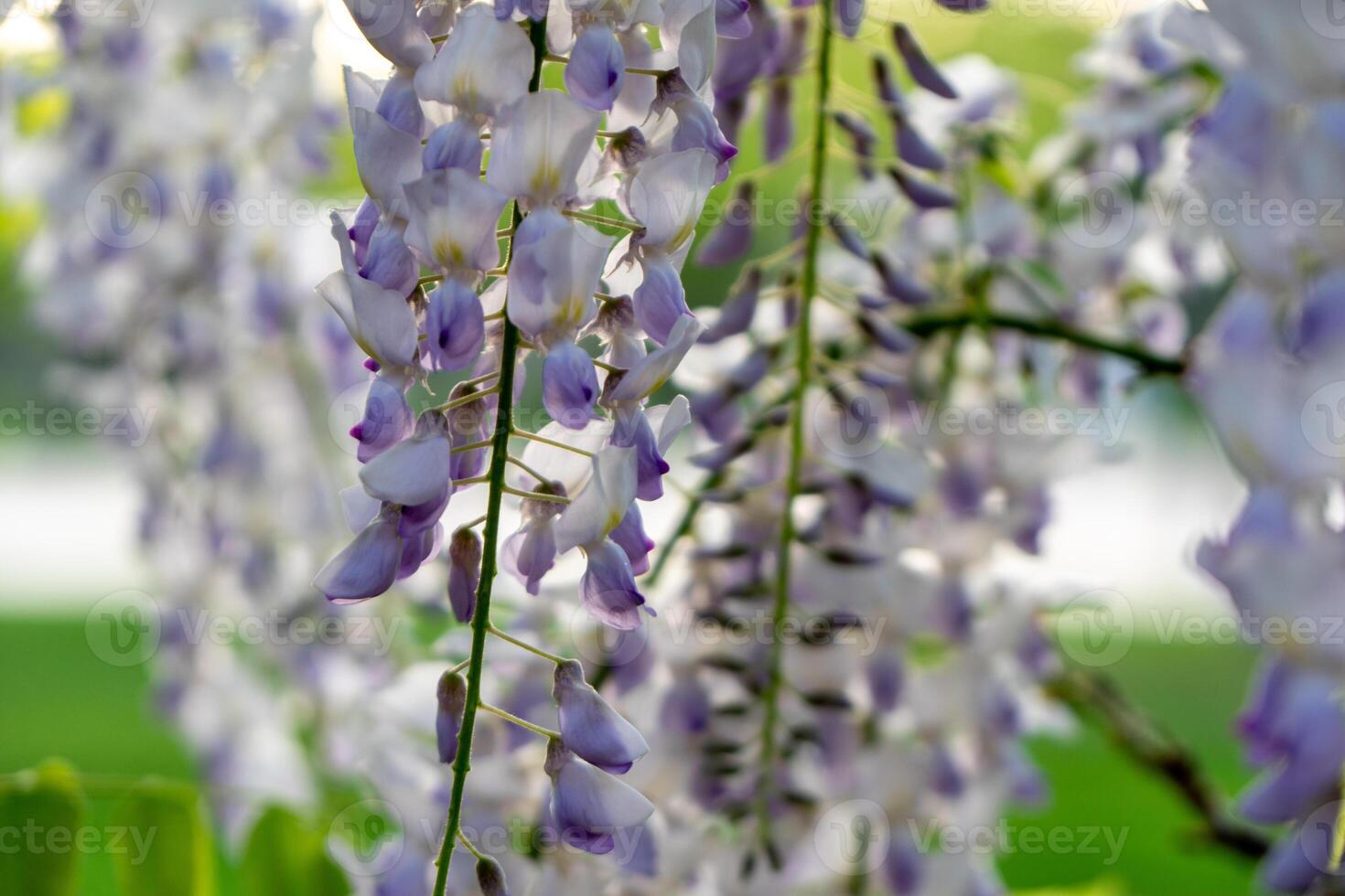 Wisteria Flowers, Closeup, Spring Bloom - A close-up image of purple wisteria flowers blooming in the spring. photo
