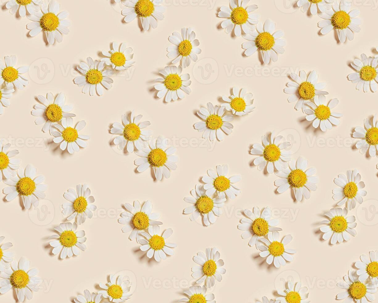 Natural summer chamomile flowers, minimal floral pattern on beige background. Layout with small fresh white daisy blossoms. Spring nature concept, summer seasonal field flower, top view. photo