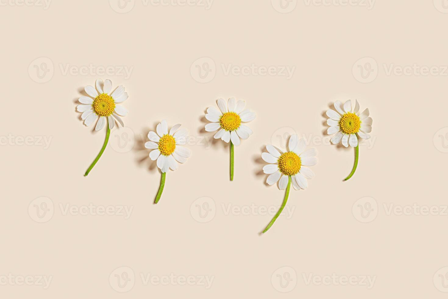 Natural fresh Chamomile flower in row, yellow white blooming daisy flowers on beige. Summer bloom concept. Nature design minimal background with copy space, creative flat lay photo