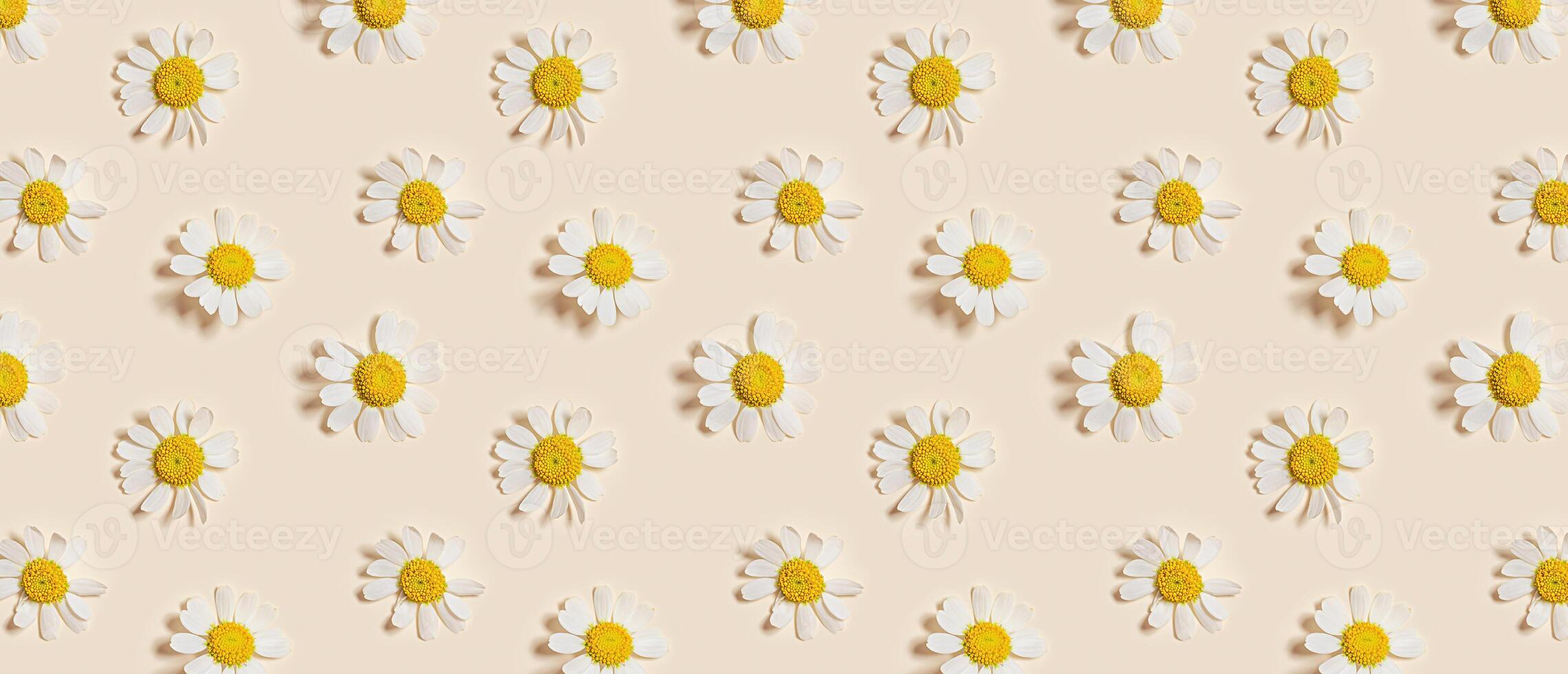 Natural summer chamomile flowers, minimal floral pattern on beige background. Layout with small fresh white daisy blossoms. Spring nature concept, summer seasonal field flower, top view banner photo
