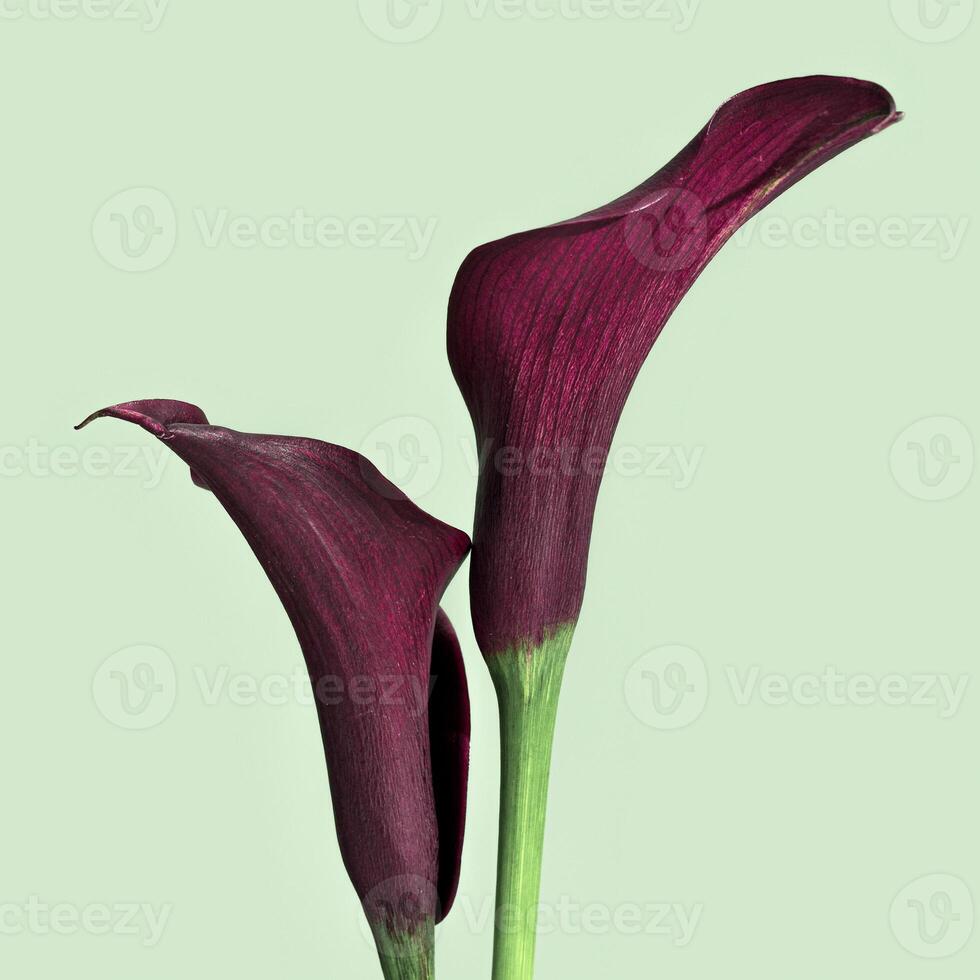 Close up purple Calla lily flowers on pastel green background. Minimal floral backdrop. Aesthetic beauty blossoming flower, holiday flowery card. Fresh red blooms Calla lilies, side view photo
