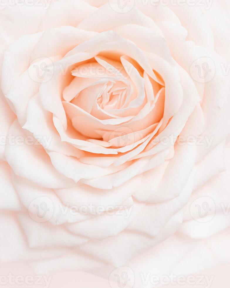 Close up rose flower, delicate macro petals peach cream pastel colors, natural flowery background. Fresh soft blooming rose. Selective focus flowery card, nature floral design postcard photo