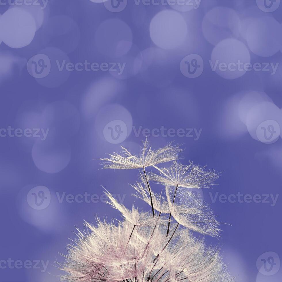 Blooming flower dandelion very peri color of the year, macro fluffy seeds, natural wild flower, violet background with copy space. Close up natural blossom, beauty in nature photo