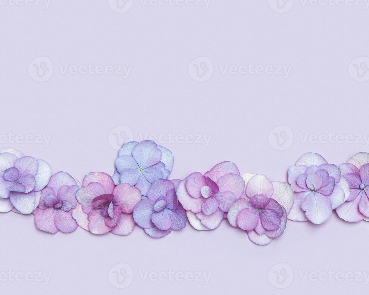 Natural Hydrangea flowers, minimal floral style Very Peri color. Monochrome image with fresh flowers, background with copy space. Spring holiday concept, for Mothers day, 8 March, Womens day photo