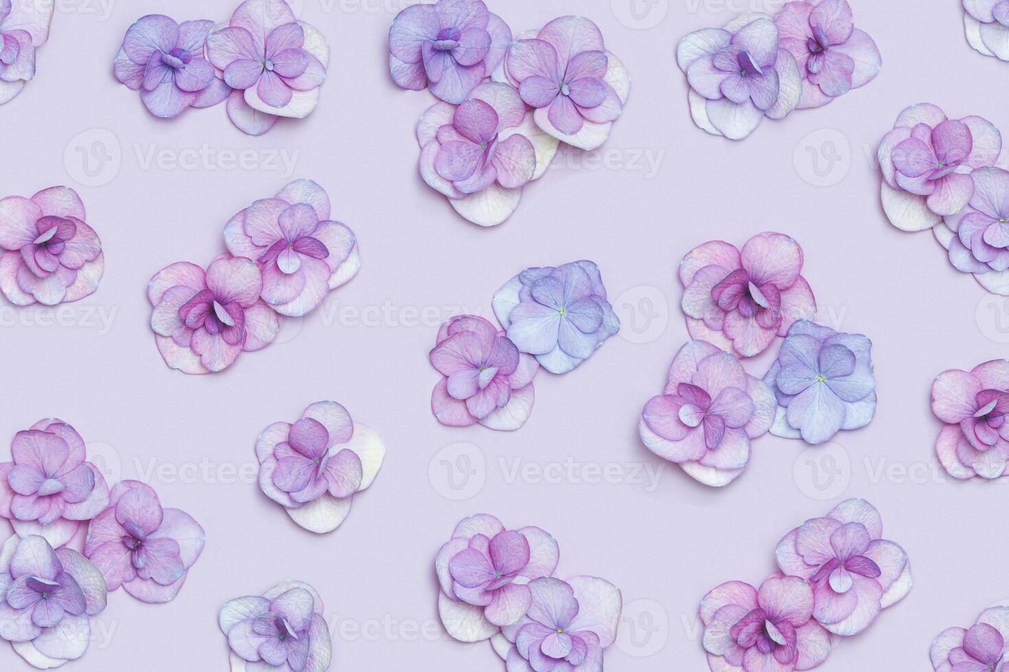 Natural Hydrangea flower, minimal floral pattern violet monochrome colored. Layout with fresh flowers, background. Spring holiday concept, for Mothers day, 8 March, Womens day. Flat lay photo
