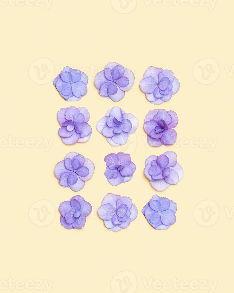 Natural Hydrangea violet flower, minimal floral pattern on beige background colored. Layout with fresh flowers. Spring holiday concept, for Mothers day, 8 March, Womens day. Flat lay photo