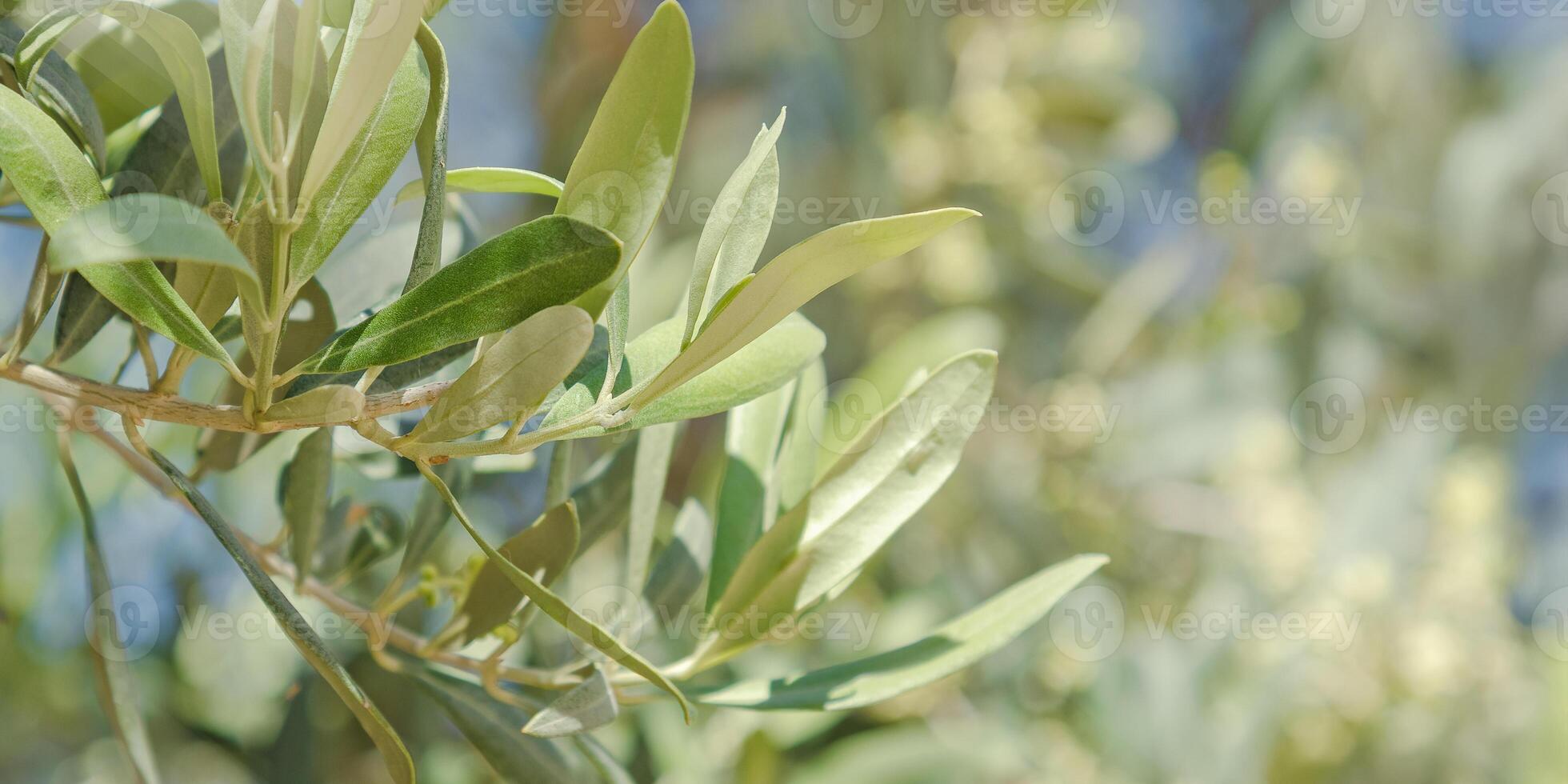 Banner of lush olive tree branch with fresh green leaves at natural sunlight, at blurred blue sky background. Mediterranean nature, organic growth, and eco friendly botanical beauty in soft focus. photo