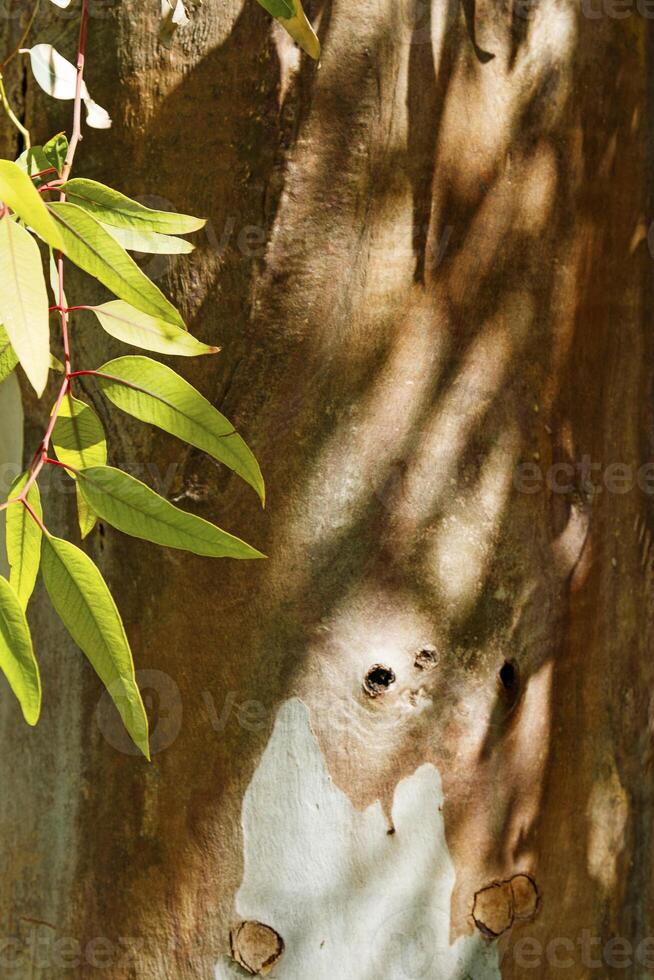 Close up of brown tree bark texture background with green leaves and leaf shadows on Trunk, natural wood patterns and rough grainy wooden surface, for eco-friendly projects and nature-themed designs photo