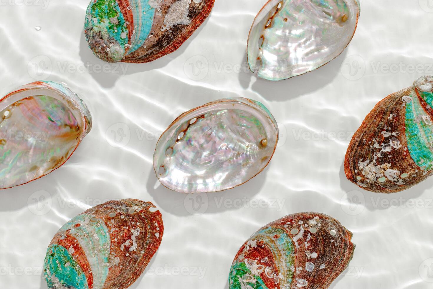 Color close up shells floating on waves clear white sea water at sunlight. Beauty nature textured Seashells, marine life, nautical style, Minimal summer aesthetic, beach lifestyle, soft pastel color photo