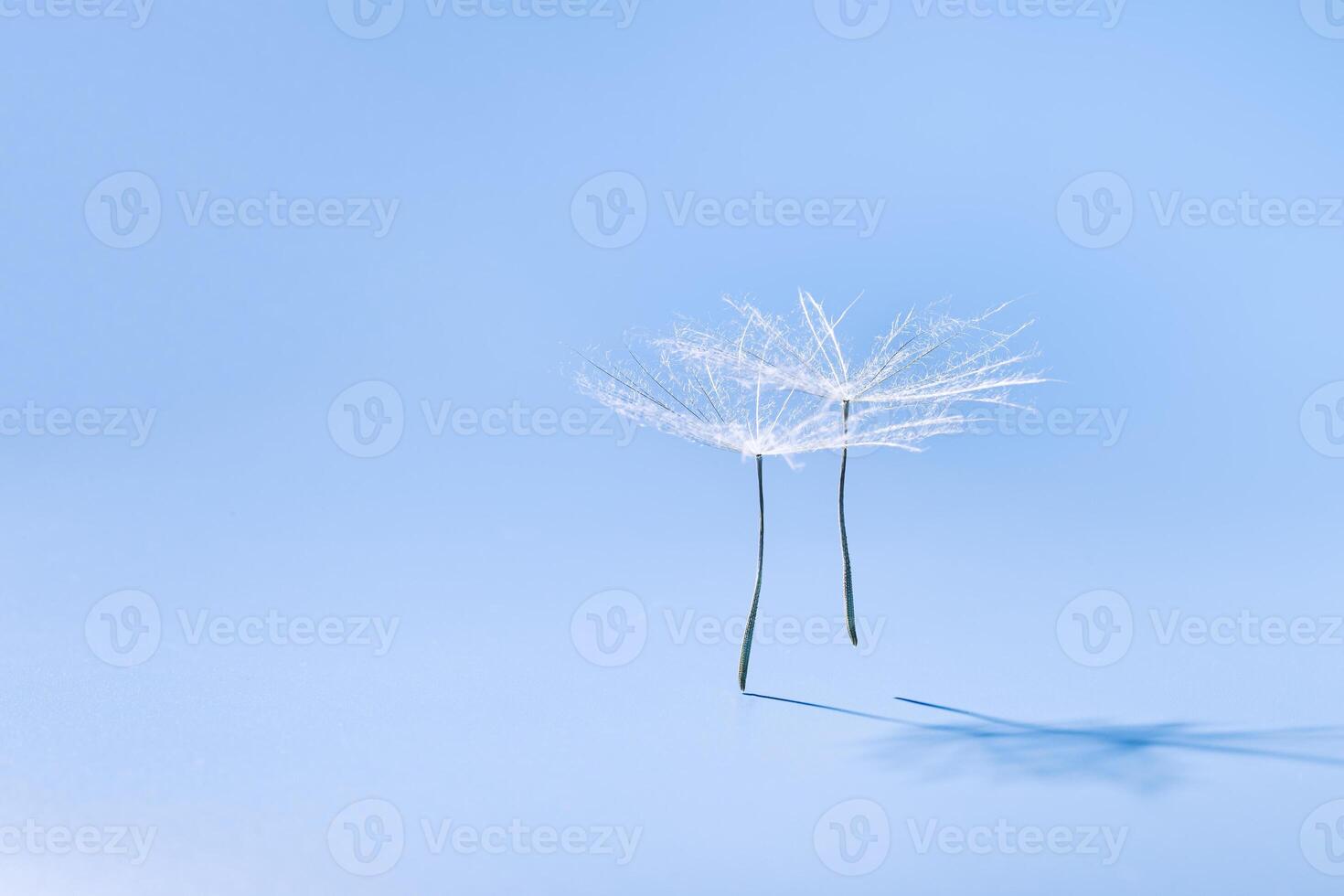 Close up macro white fluffy dandelion seeds heads with detailed lace-like patterns, natural flying or dancing seeds on soft blue. Creative nature floral composition, minimal style photo