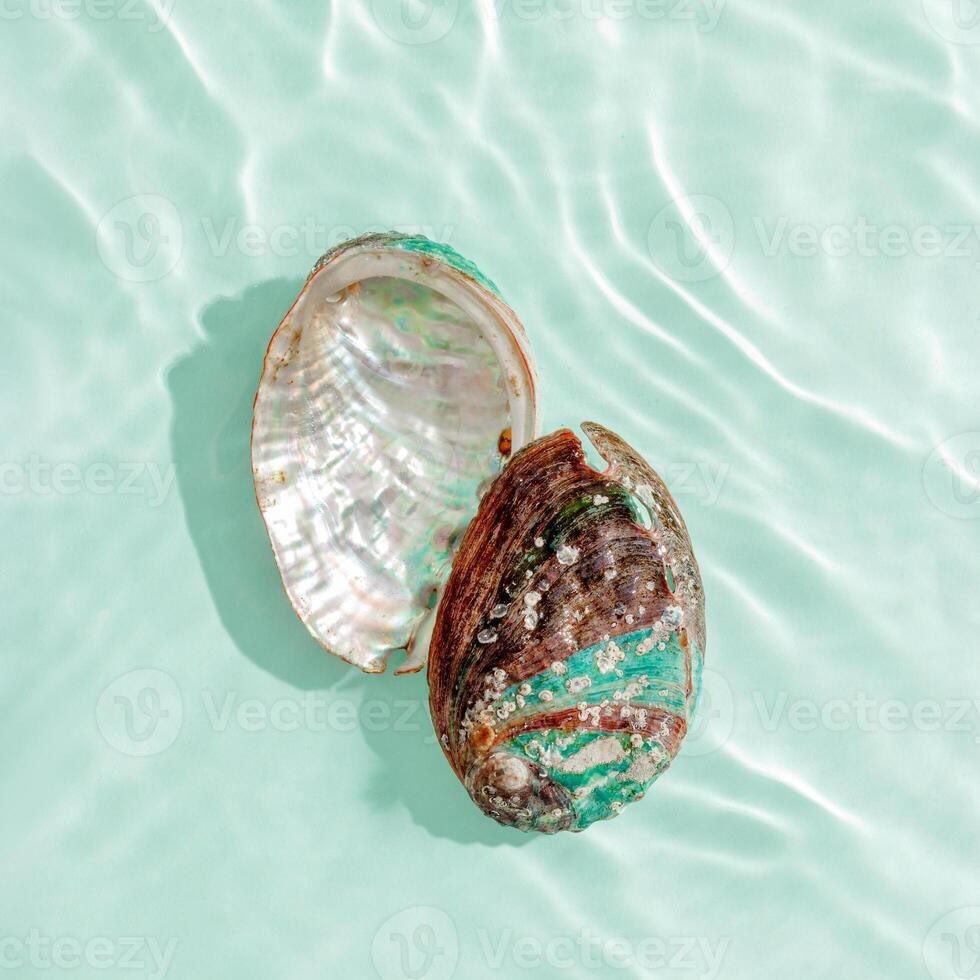 two abalone seashells floating on clear turquoise water with sun glare and waves. Shells of natural iridescent and rough textures. Minimal style pattern sea and ocean life background, copyspace photo
